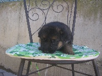 CHIOT