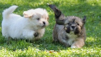 CHIOT