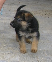 CHIOT
