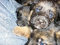 CHIOT
