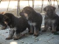 CHIOT
