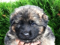 CHIOT