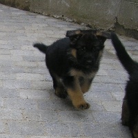 CHIOT