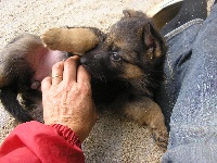 CHIOT