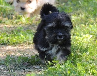 CHIOT