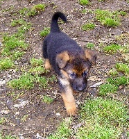 cooper