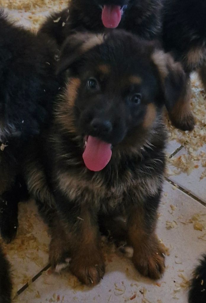 des contes de Gwelane - Chiots disponibles - Berger Allemand