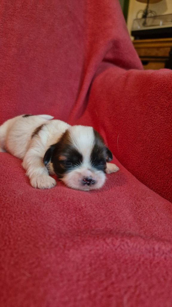 des contes de Gwelane - Lhassa Apso - Portée née le 05/10/2025