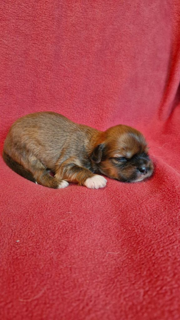 des contes de Gwelane - Chiots disponibles - Lhassa Apso