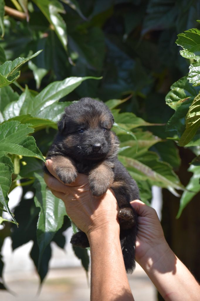 des contes de Gwelane - Chiots disponibles - Berger Allemand