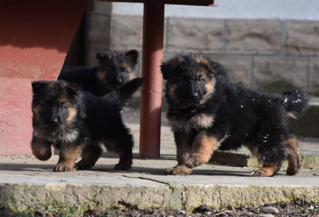 Chiot Berger Allemand Poil Long des contes de Gwelane
