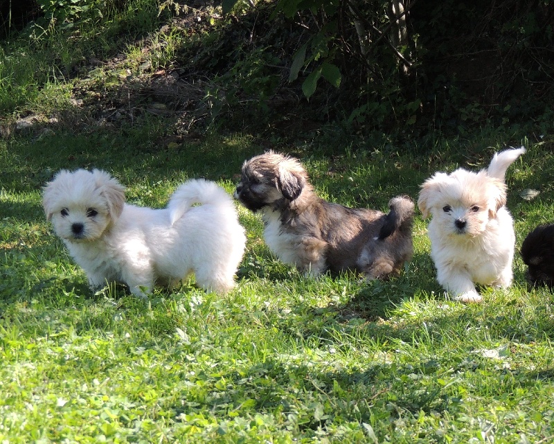 Chiot Lhassa Apso des contes de Gwelane