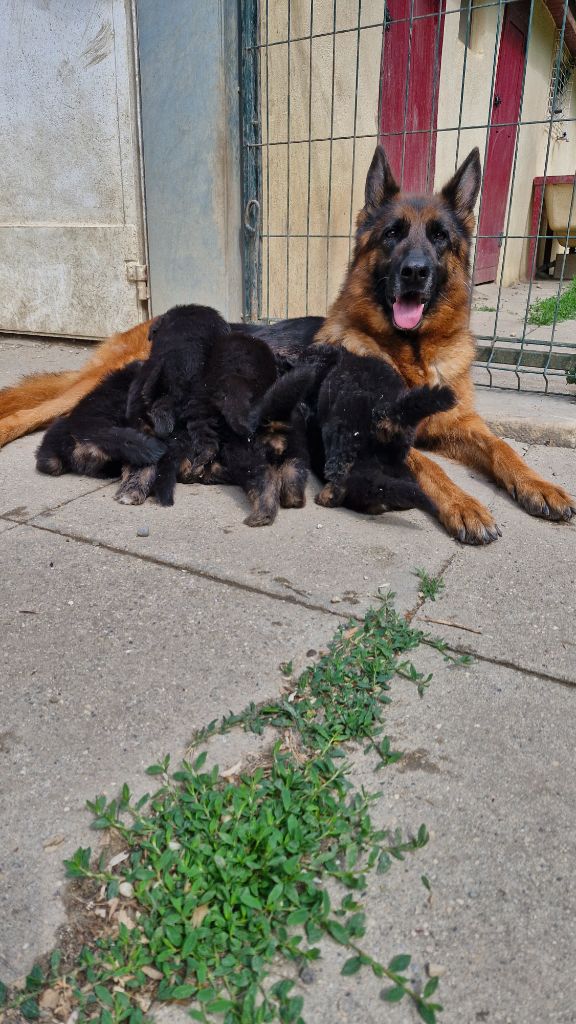 Chiot Berger Allemand des contes de Gwelane