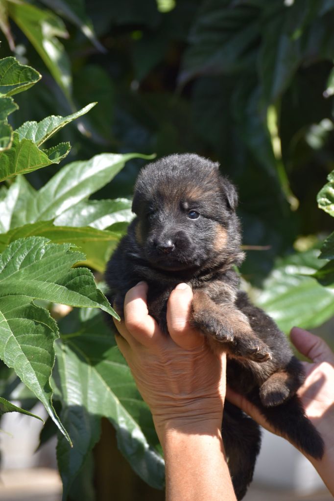 des contes de Gwelane - Chiots disponibles - Berger Allemand