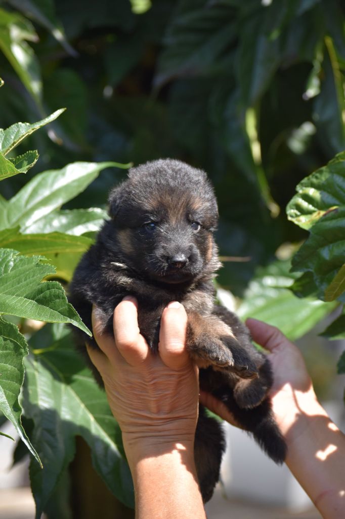 des contes de Gwelane - Chiots disponibles - Berger Allemand