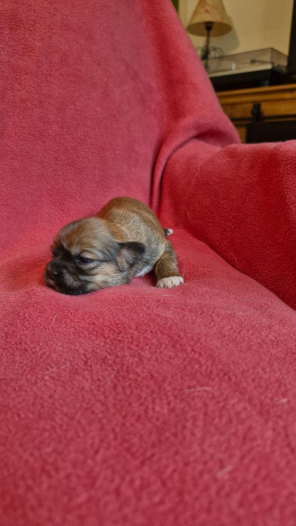 des contes de Gwelane - Chiots disponibles - Lhassa Apso
