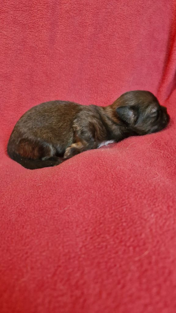 des contes de Gwelane - Chiots disponibles - Lhassa Apso